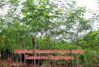 Manfaat Tanaman Sengon untuk Kesehatan Lingkungan