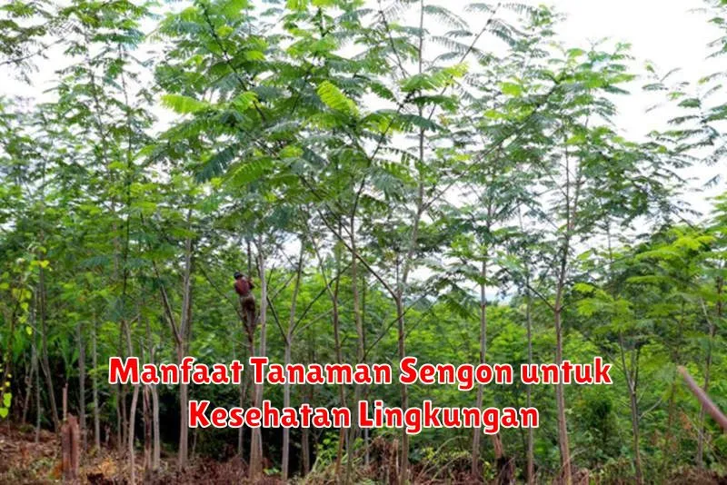 Manfaat Tanaman Sengon untuk Kesehatan Lingkungan