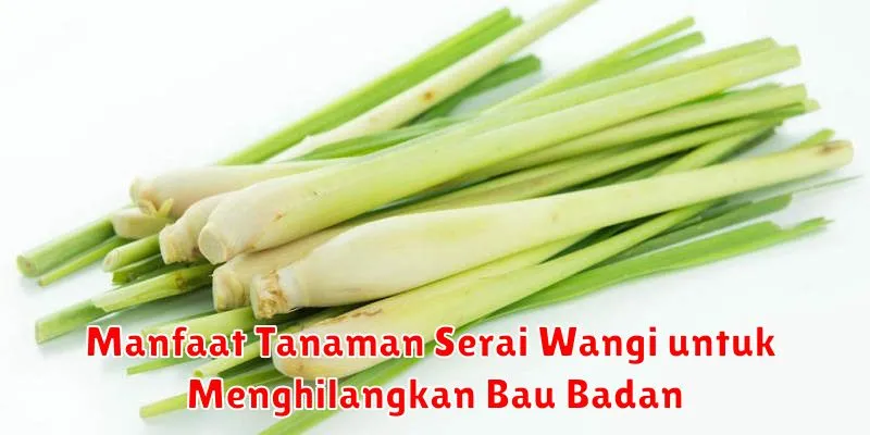 Manfaat Tanaman Serai Wangi untuk Menghilangkan Bau Badan