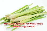 Manfaat Tanaman Sereh Wangi untuk Menghilangkan Lelah