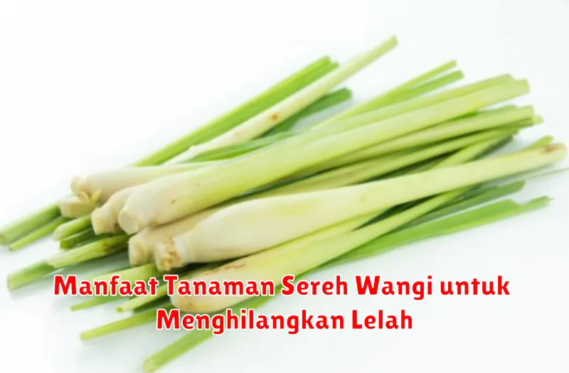 Manfaat Tanaman Sereh Wangi untuk Menghilangkan Lelah