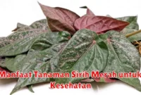 Manfaat Tanaman Sirih Merah untuk Kesehatan