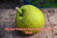 Manfaat Tanaman Sukun untuk Energi Tubuh