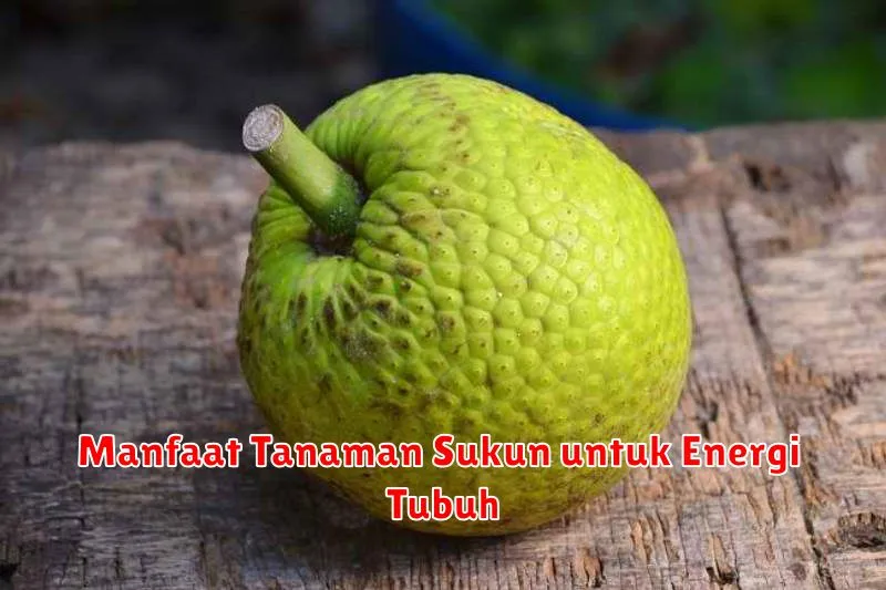 Manfaat Tanaman Sukun untuk Energi Tubuh