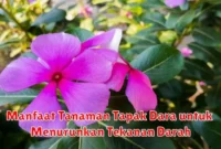 Manfaat Tanaman Tapak Dara untuk Menurunkan Tekanan Darah