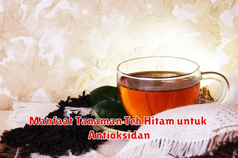 Manfaat Tanaman Teh Hitam untuk Antioksidan