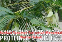 Manfaat Tanaman Turi untuk Menambah Nutrisi Tubuh