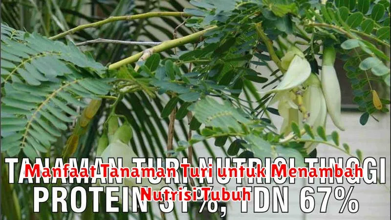 Manfaat Tanaman Turi untuk Menambah Nutrisi Tubuh