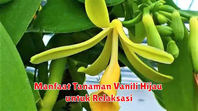 Manfaat Tanaman Vanili Hijau untuk Relaksasi