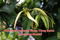 Manfaat Tanaman Ylang-Ylang untuk Kesehatan Mental