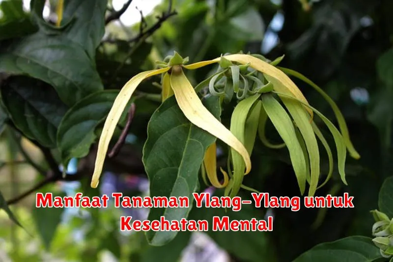 Manfaat Tanaman Ylang-Ylang untuk Kesehatan Mental