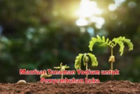 Manfaat Tanaman Yodium untuk Penyembuhan Luka