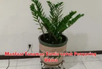 Manfaat Tanaman Zamia untuk Penyaring Udara