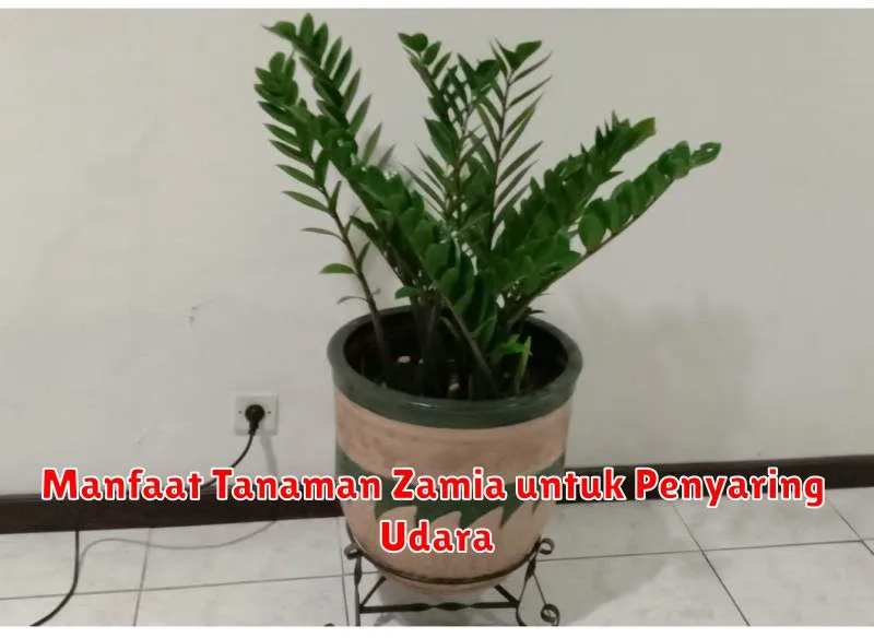 Manfaat Tanaman Zamia untuk Penyaring Udara