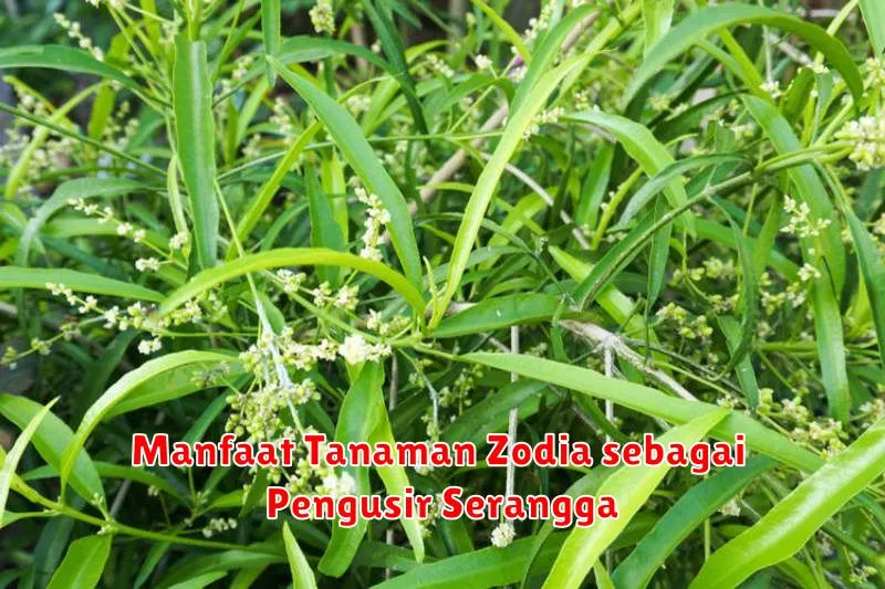 Manfaat Tanaman Zodia sebagai Pengusir Serangga