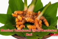 Manfaat Temulawak untuk Kesehatan Hati