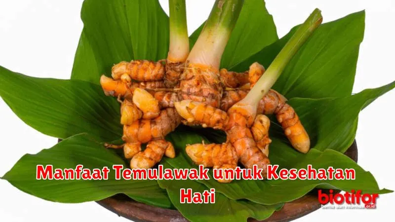 Manfaat Temulawak untuk Kesehatan Hati